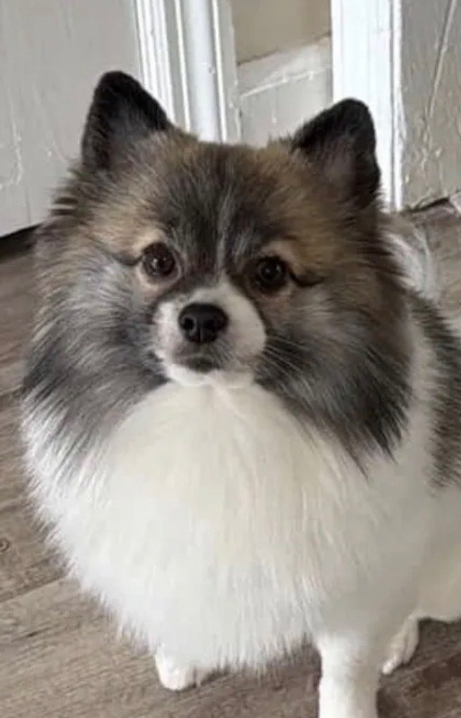 Papa - German Spitz father dog in Atlanta, Georgia